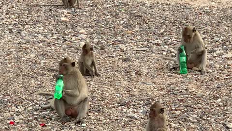 monkeys are drinking the beverages.