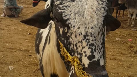 خوبصورت بیل اقبالنگر منڈی میں