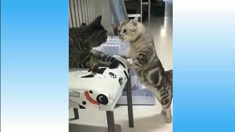 Top Funny cat video try to laugh