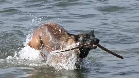 My dog playing in the river