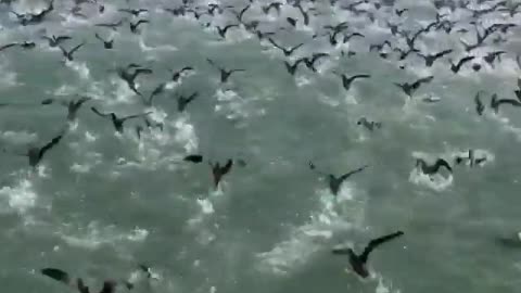 Massive flock of seabirds creates stunning visual image