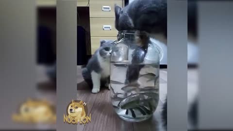 Cats catch fish in the pot