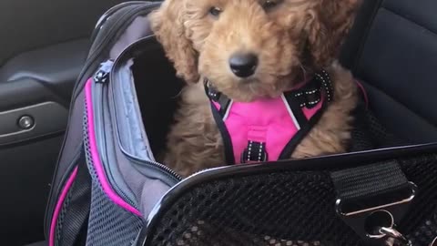 Mini goldendoodle vs air conditioning