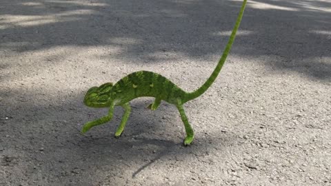 Cute Chameleon Running in The Road