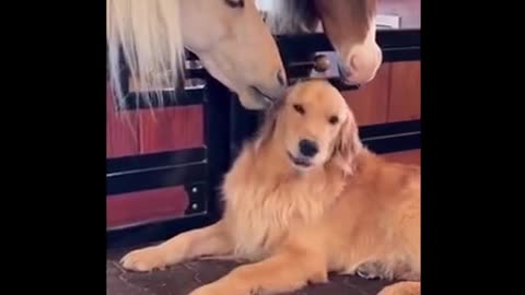dog and horse buddies