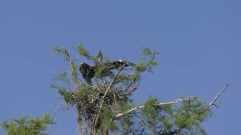 Young Great Blue Heron ready to fly out of nest