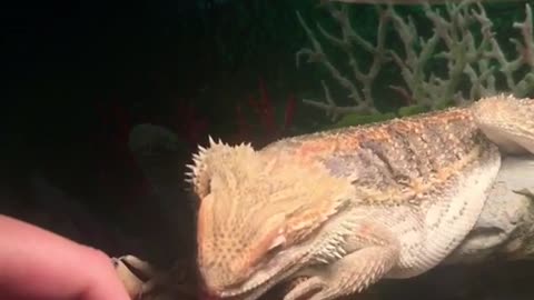 Bearded dragon trying to lick finger