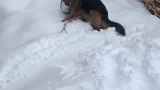 My dog won’t let me shovel