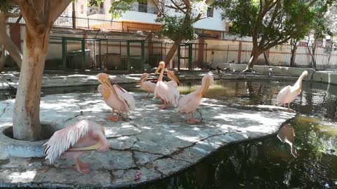 Cute Herd Of Pink Backed Pelican