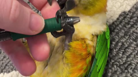 Parrot steals pen and rolls over