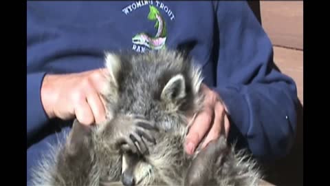 Embarrassed Raccoon Tries To Hide Shameful Gaze
