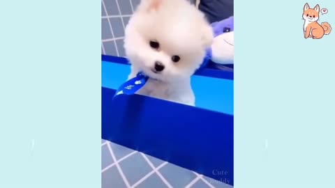 Cute Puppies, Funny Puppies, Smart Puppies, Stylish Puppies
