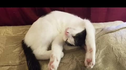 Video pictures of my cat Oreo