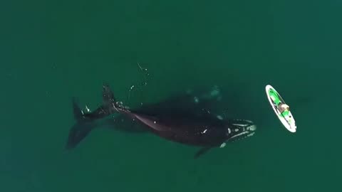 Whale Gently Pushes Paddleboarder With Fin