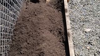 Planting 2nd year asparagus starts