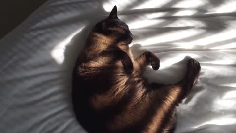 Spoiled Cat Won't Budge To Let Owners Make The Bed