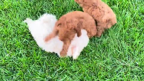 Puppies are playing with each other