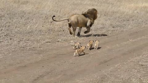 Lion dad tries to ditch his kids!