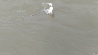 White bass fishing Douglas lake tn.