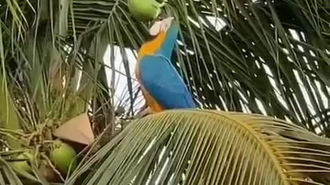 blue macaw drinking poo water