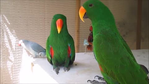 Funny Parrot's &Bird's Talking and Singing.