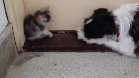 Cutie kitty and playful puppy