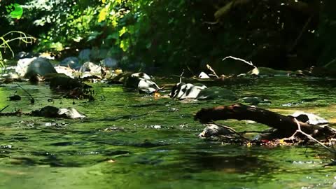 River landscape river rock forest