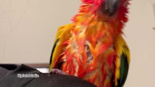 Parrot Shakes Like Cray After Bath