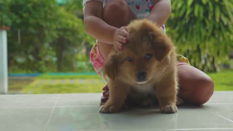 This Delightful Little Puppy Enjoys Caressing By Owner - Pleasing Time!