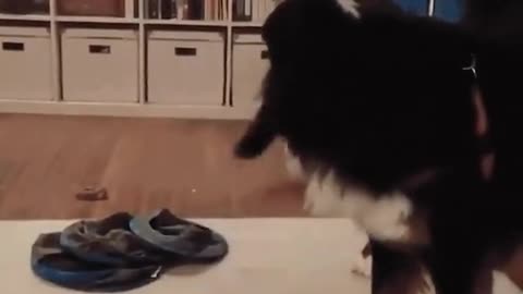 Cat and dog funny time