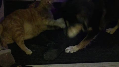 Dog and Cat playfight Funny