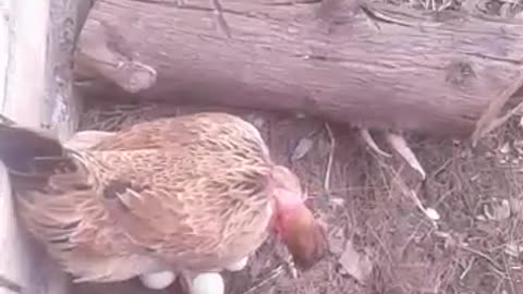 A hen sits in her nest to warm her eggs until they hatch