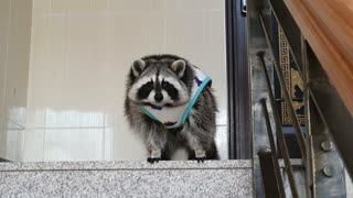 Raccoon looks out in the morning in his pajamas.