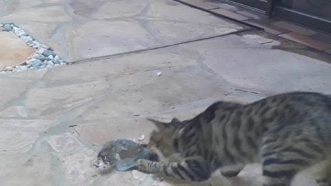 Adorable Kitten's cought her first Pigeon as her prey!