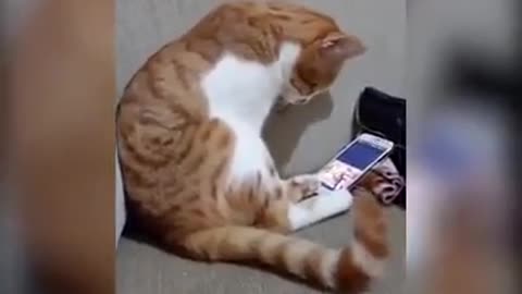 Emotional Cat Cuddles With Phone After Watching Dead Owner On Screen