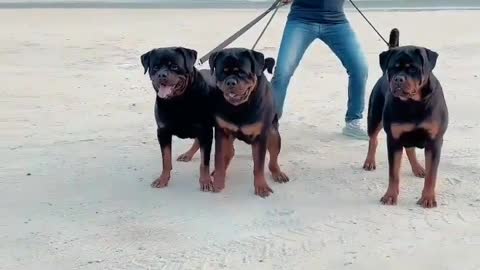 Dangerous Dog is Rotweiler Partners