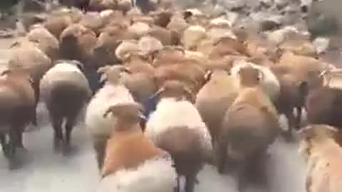 Sheep