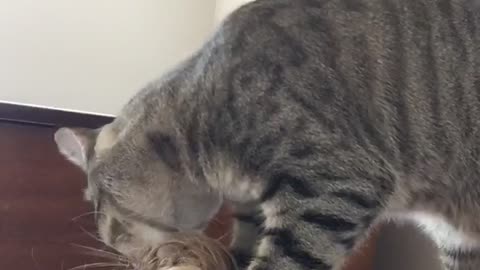 Cat Hilariously Tries To Take Out Hair Tie