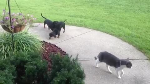 Dachshund Gives Another Dachshund A Wheelbarrow Ride