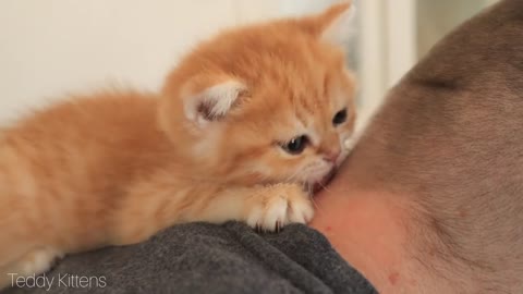 This Tiny Kitten Cured of Depression 😘🐈very cute kitten