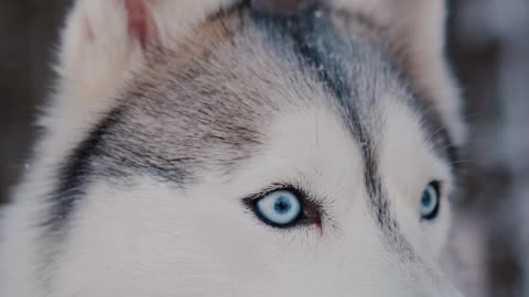 husky