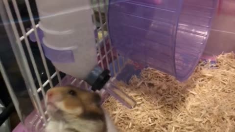 Brown and white gerbil hamster gets petted by finger in cage