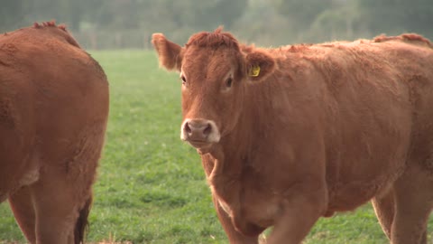 Adorable Herd Of Limousin Cows Running In Field