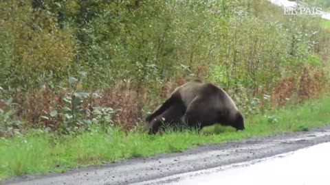 La pelea entre dos osos que se volvió viral en el 2021