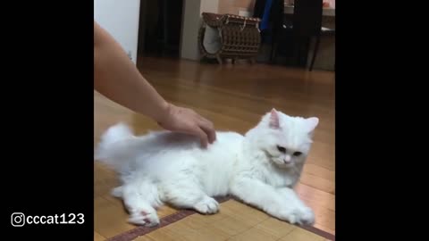 Wow Fluffy Persian Cat Hates Touch By Feet