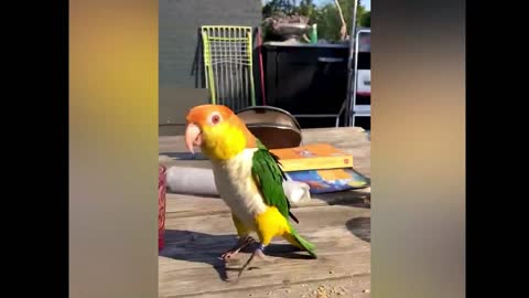 🤣 🦜 Viral Dancing Bird video 🦜 🤣