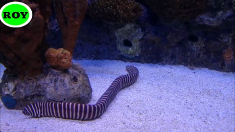 Watch the video of the snakes in the sea.