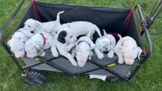 Litter Of Dalmatian Puppies Play In A Wagon