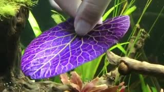 Red tiger lotus plant make for stunning aquarium centerpiece