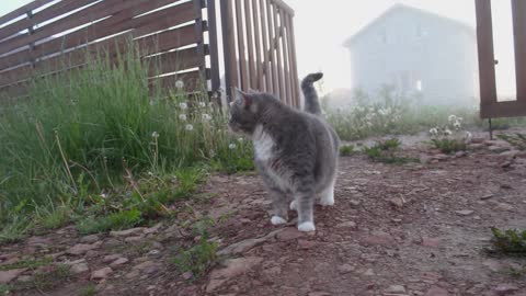 DOG WITH CHUBBY CAT FRIEND